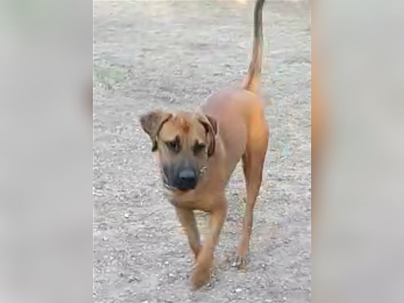 Smarte Junghündin Boxer Mix