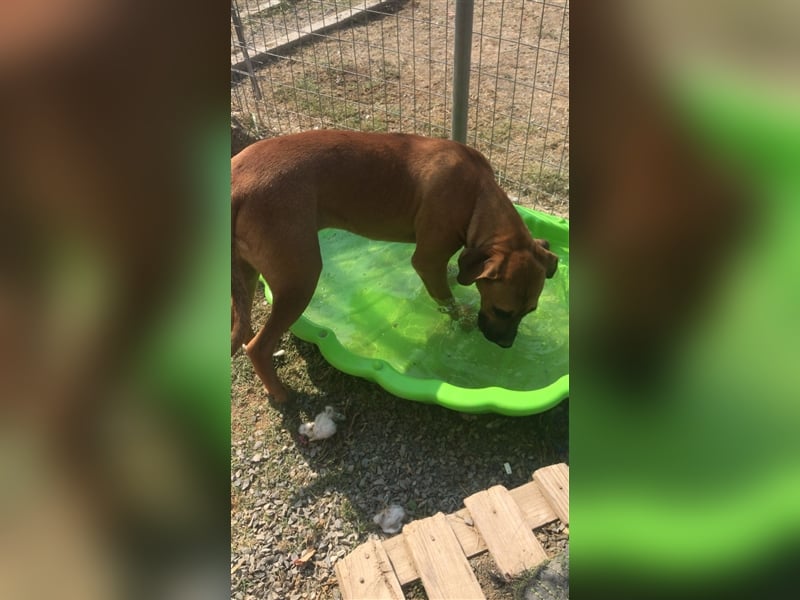 Smarte Junghündin Boxer Mix