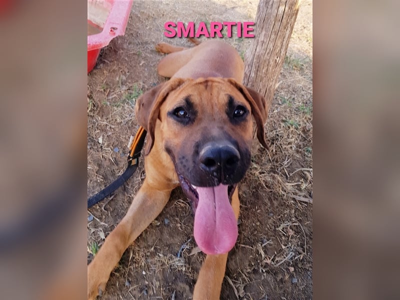 Smarte Junghündin Boxer Mix