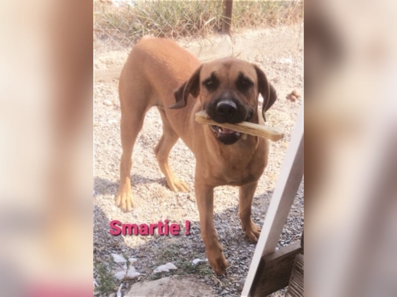Smarte Junghündin Boxer Mix