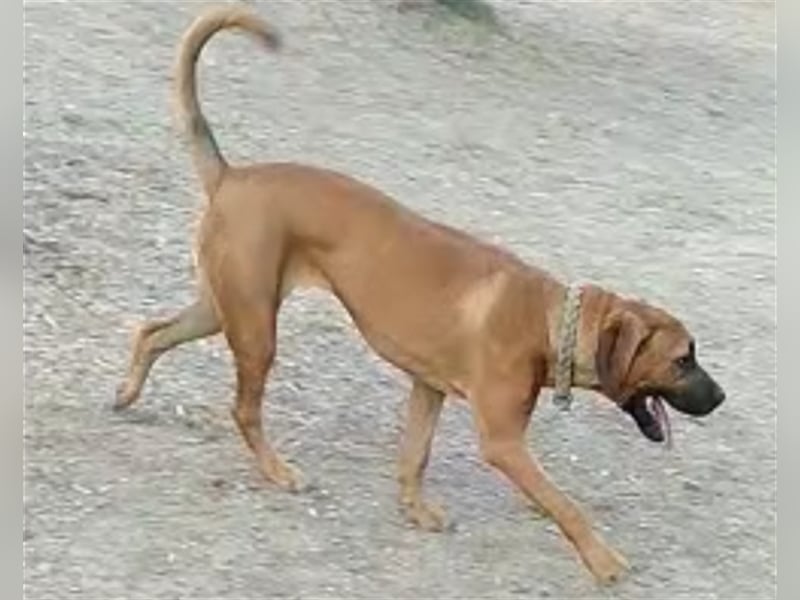 Smarte Junghündin Boxer Mix