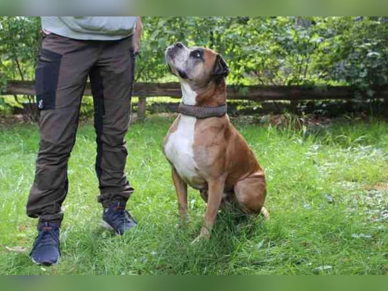 Conny, Boxer, geb. 2016, rüstige Seniorin su. ruhiges, liebevolles Zuhause