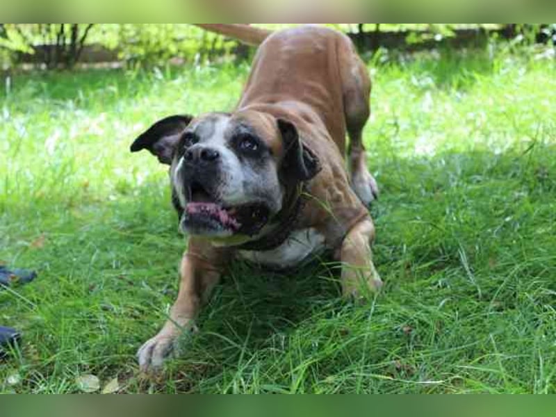 Conny, Boxer, geb. 2016, rüstige Seniorin su. ruhiges, liebevolles Zuhause