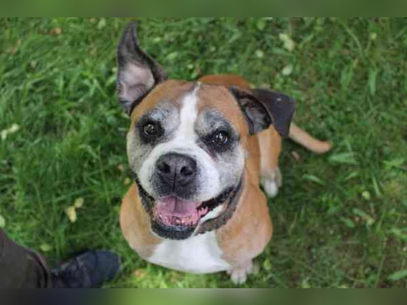 Conny, Boxer, geb. 2016, rüstige Seniorin su. ruhiges, liebevolles Zuhause