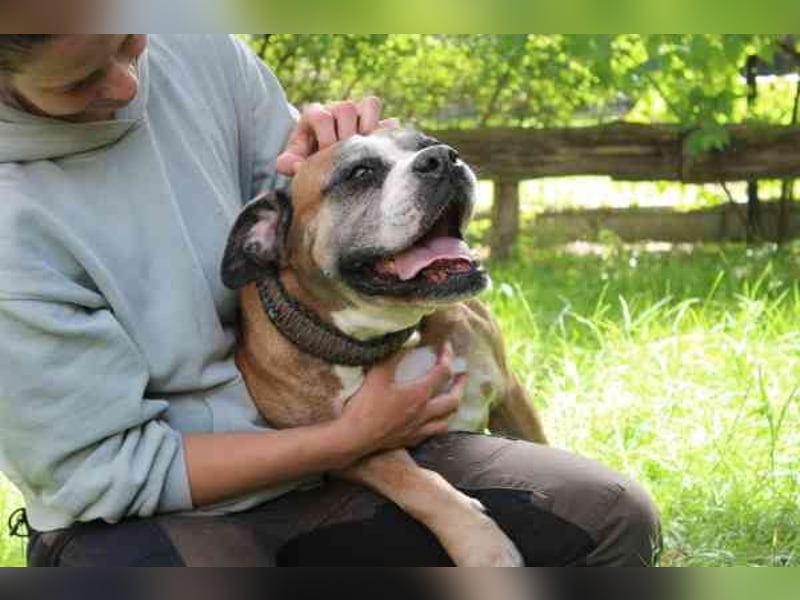 Conny, Boxer, geb. 2016, rüstige Seniorin su. ruhiges, liebevolles Zuhause