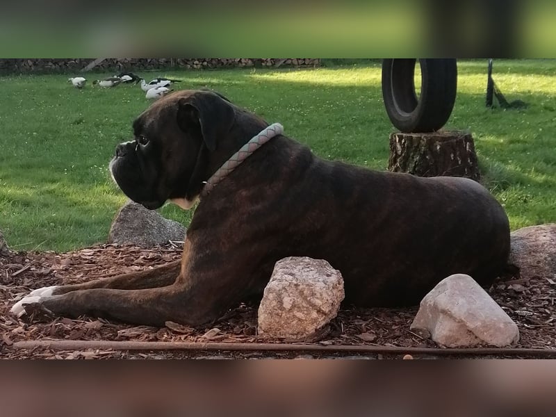 Boxer Deckrüde/zum decken