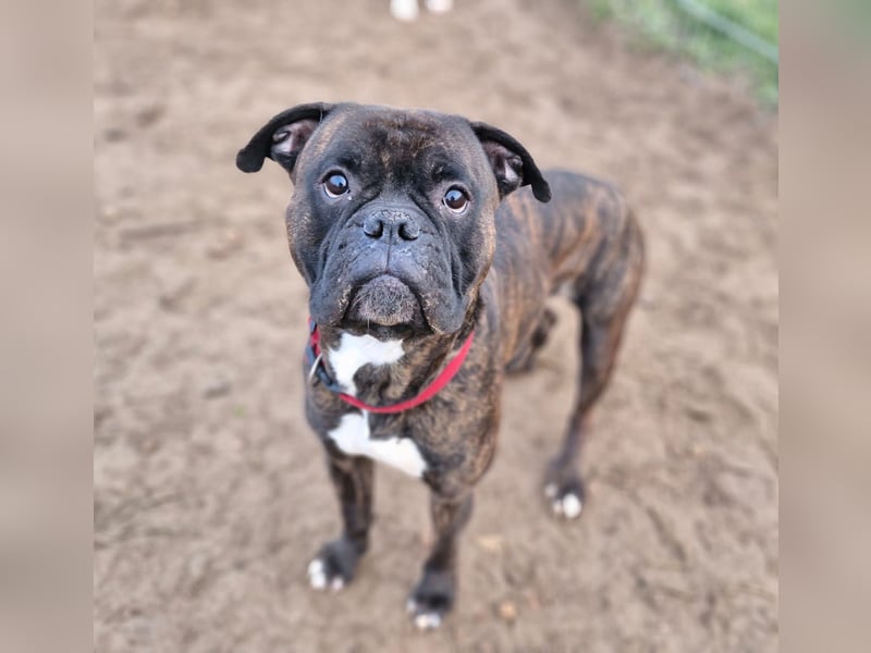 Boxer Kai sucht ein liebevolles Zuhause