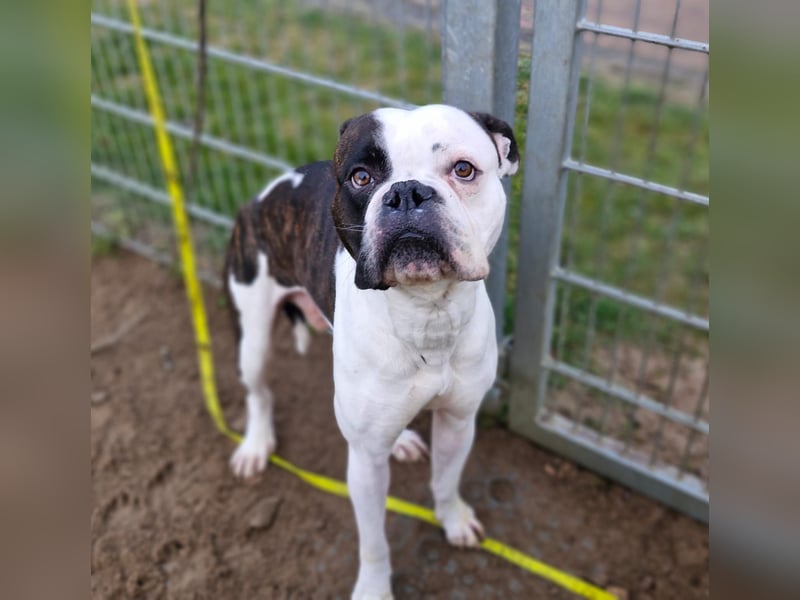 Boxer Uwe sucht seine Menschen