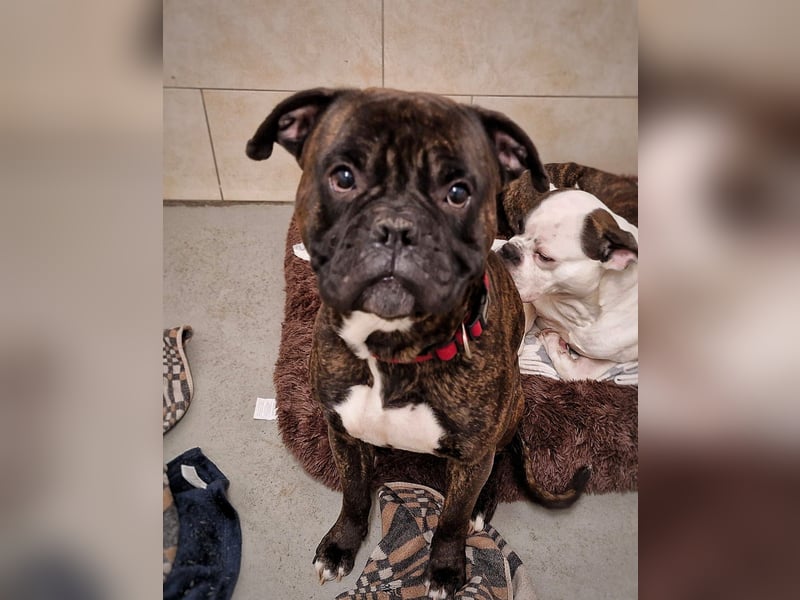 Boxer Kai sucht ein liebevolles Zuhause