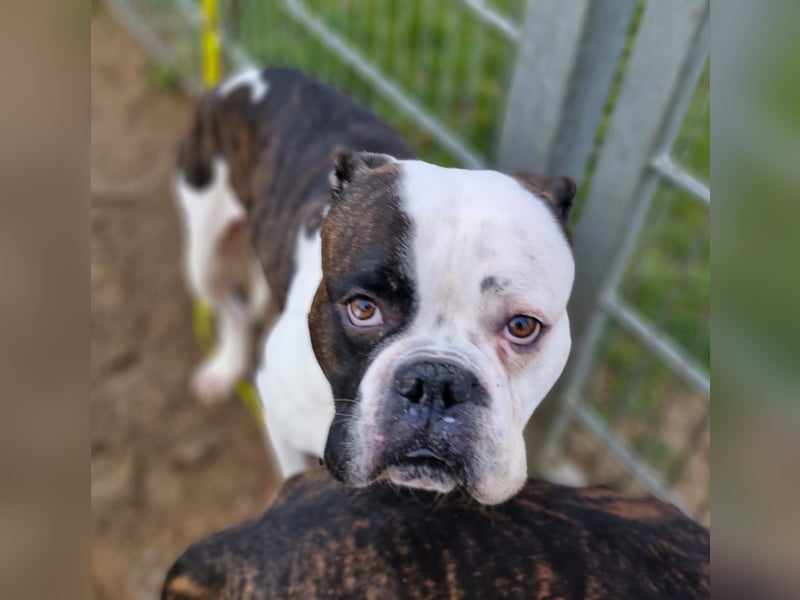 Boxer Uwe sucht seine Menschen