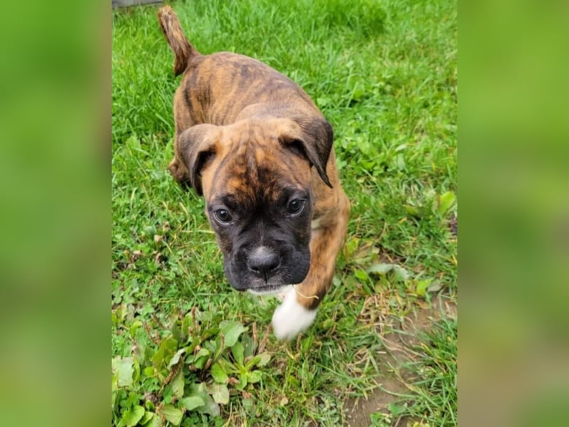 Boxer  Hündin – geimpft, entwurmt, gechipt, mit EU-Heimtierausweis