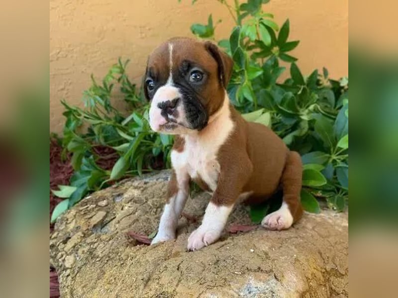 Boxer  Hündin – geimpft, entwurmt, gechipt, mit EU-Heimtierausweis