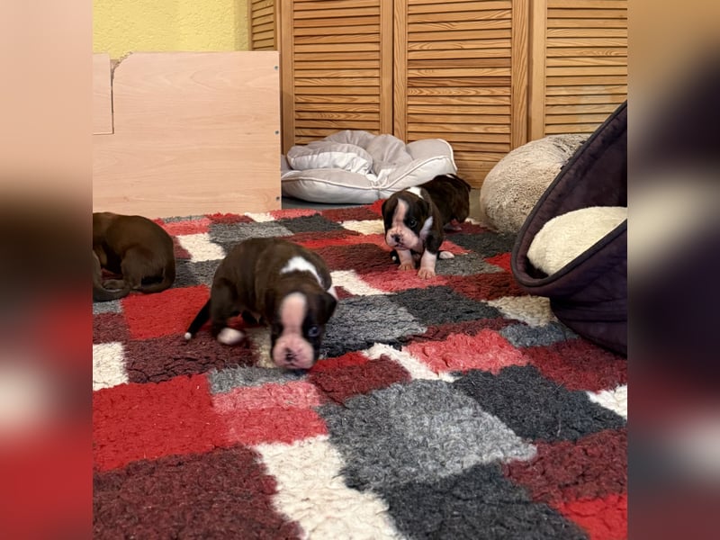Boxerwelpen