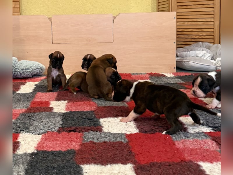 Boxerwelpen