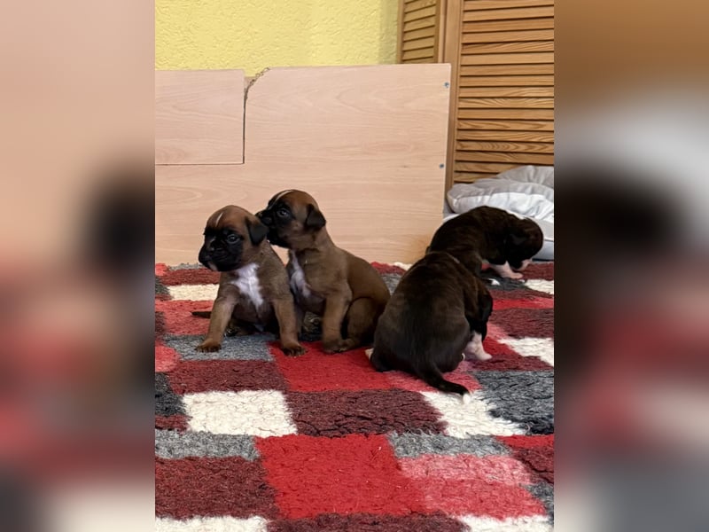 Boxerwelpen