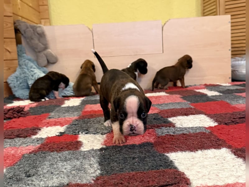 Boxerwelpen