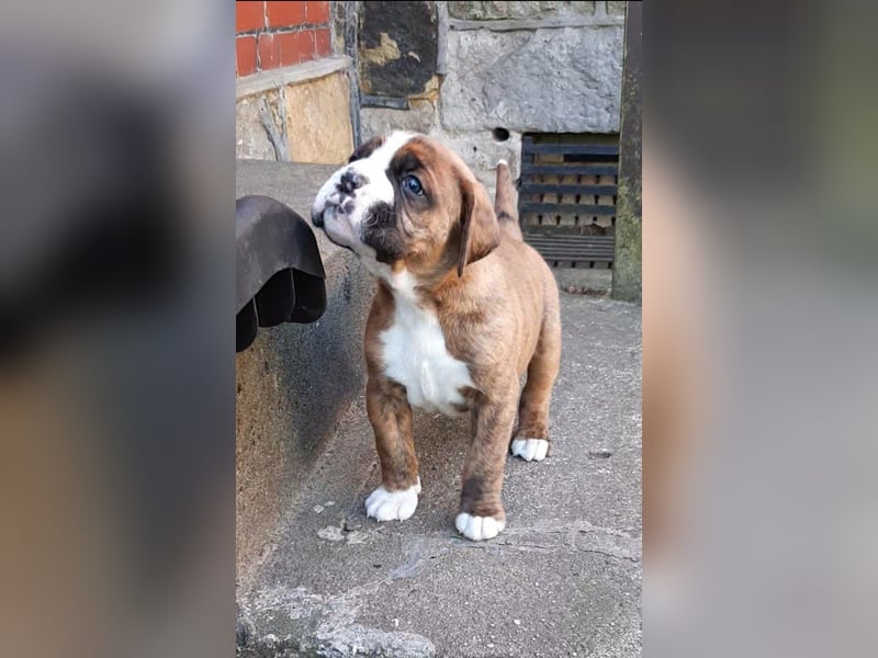 Reinrassige Boxer-Welpen (barfen + Natur Ernährung)