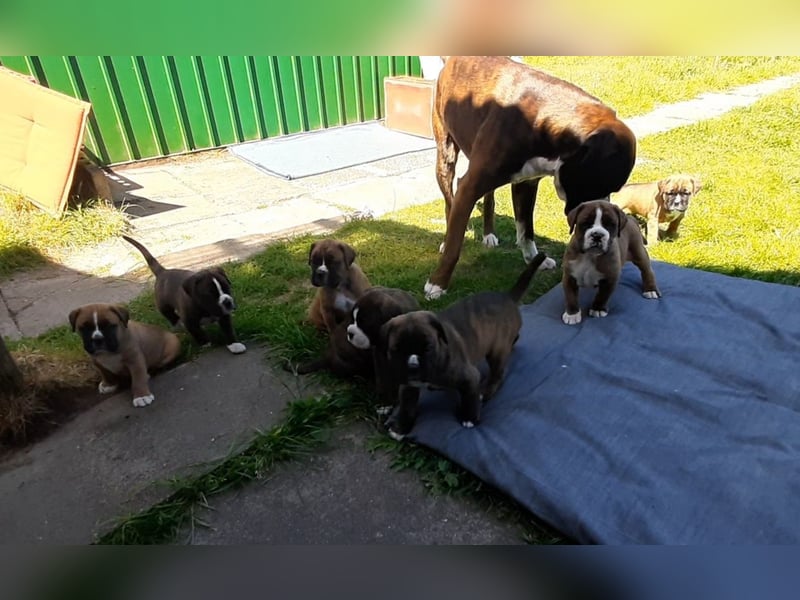Reinrassige Boxer-Welpen (barfen + Natur Ernährung)