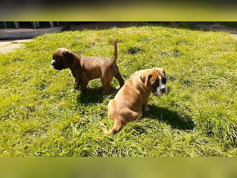 Reinrassige Boxer-Welpen (barfen + Natur Ernährung)