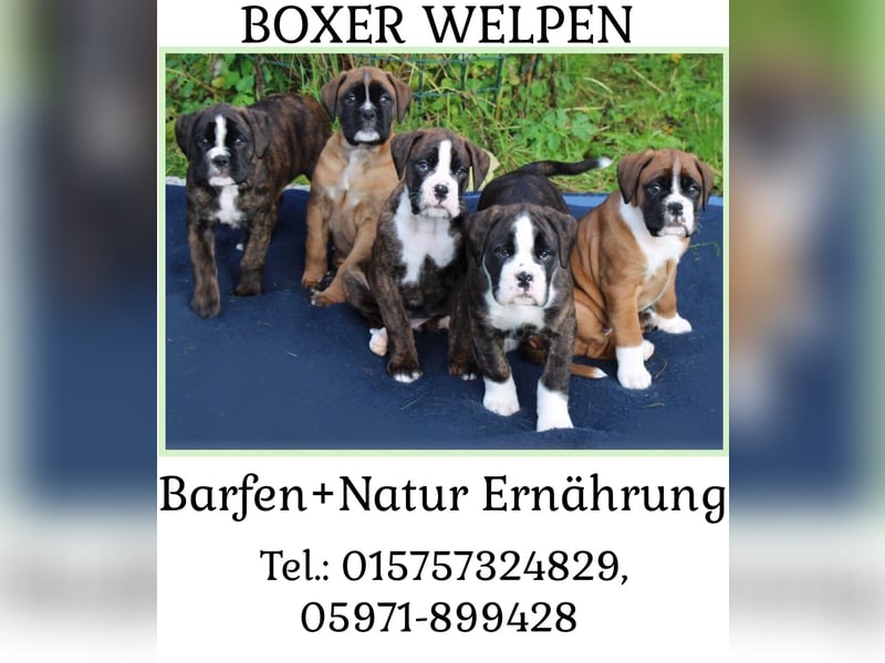 Kräftige BoxerWelpen (barfen + Natur Ernährung)