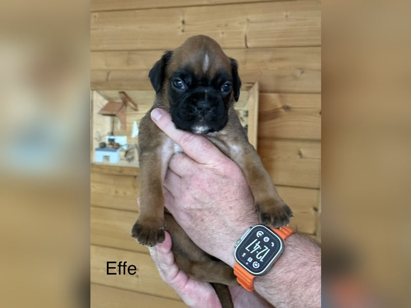 Boxerwelpen