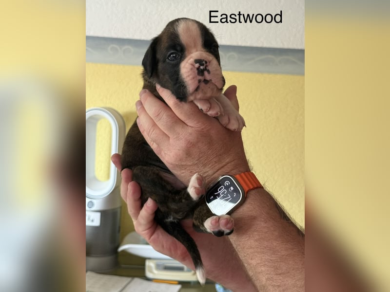 Boxerwelpen