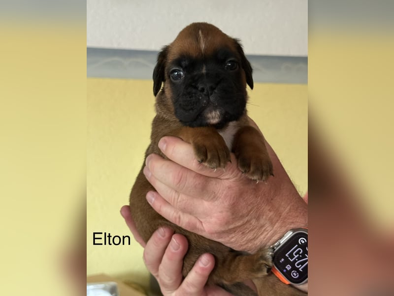 Boxerwelpen