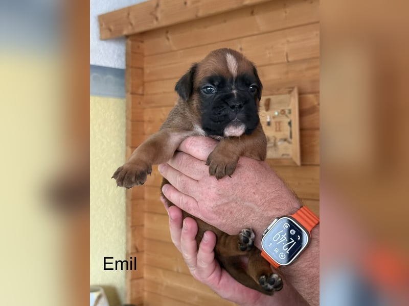 Boxerwelpen