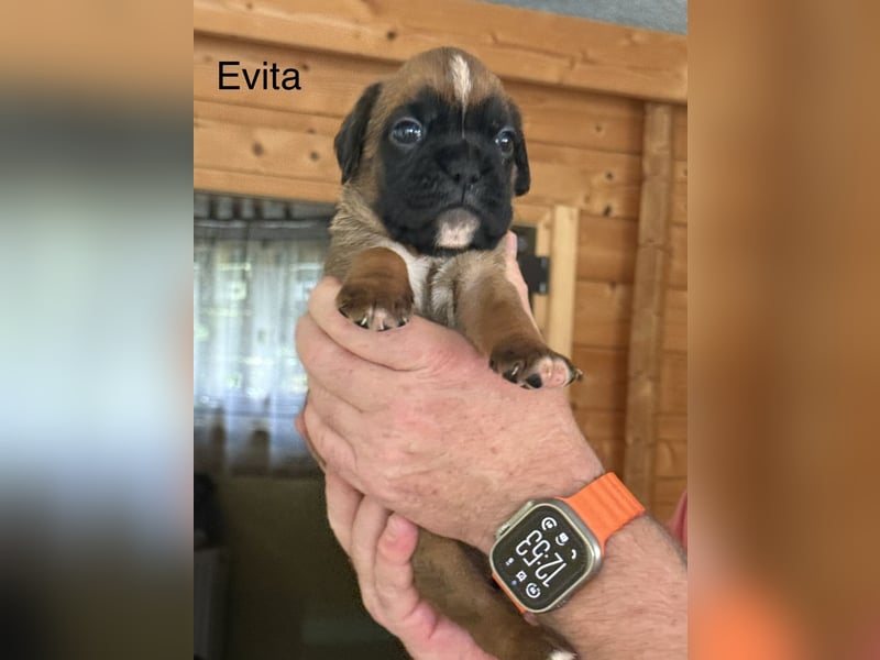 Boxerwelpen