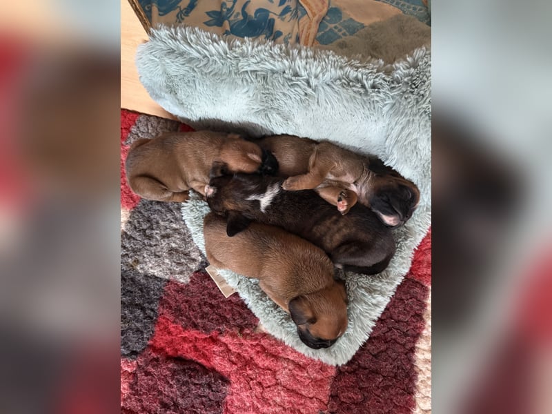 Boxerwelpen