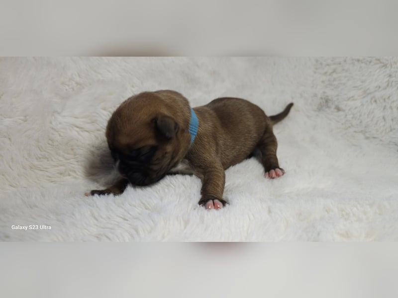 GESUNDE BOXER WELPEN