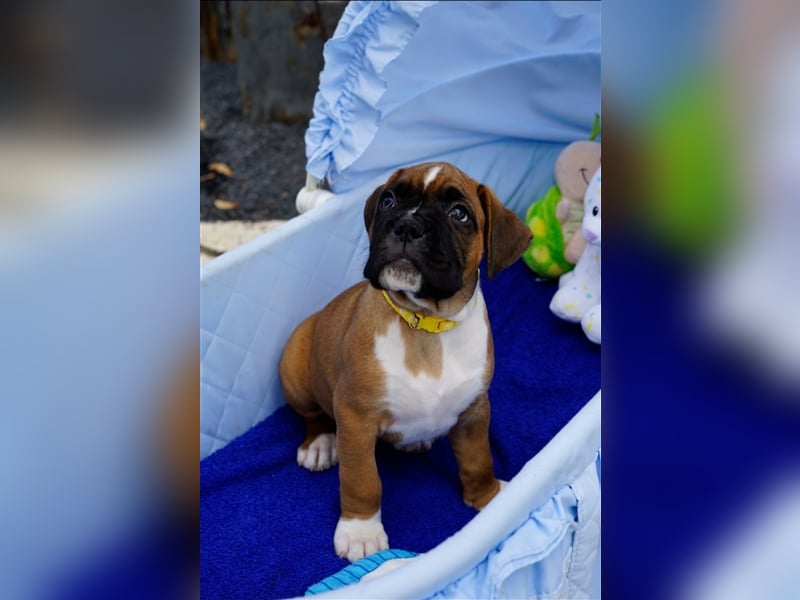 Deutscher Boxer Welpen (Rüden)