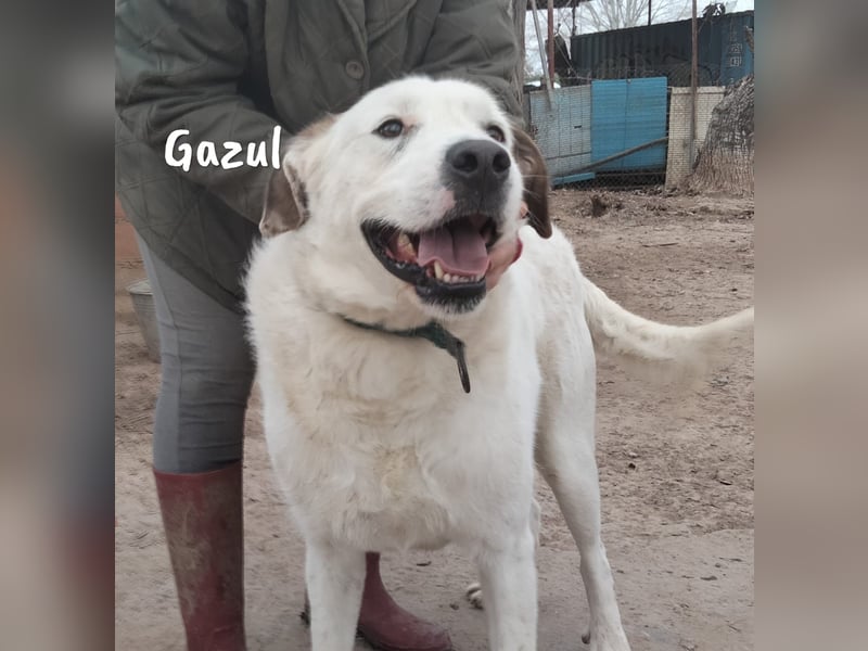 Gazul 06/2019 (ESP) - charismatischer und sozialer Boxer-Herdenschutz Mix!