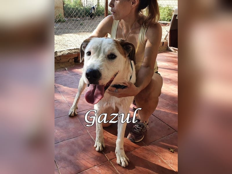 Gazul 06/2019 (ESP) - charismatischer und sozialer Boxer-Herdenschutz Mix!