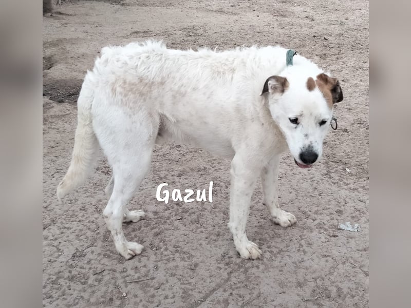 Gazul 06/2019 (ESP) - charismatischer und sozialer Boxer-Herdenschutz Mix!