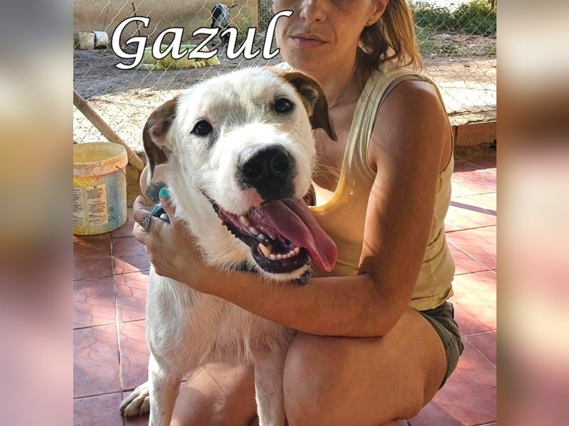 Gazul 06/2019 (ESP) - charismatischer und sozialer Boxer-Herdenschutz Mix!