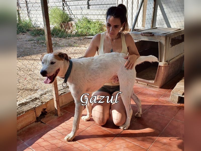 Gazul 06/2019 (ESP) - charismatischer und sozialer Boxer-Herdenschutz Mix!