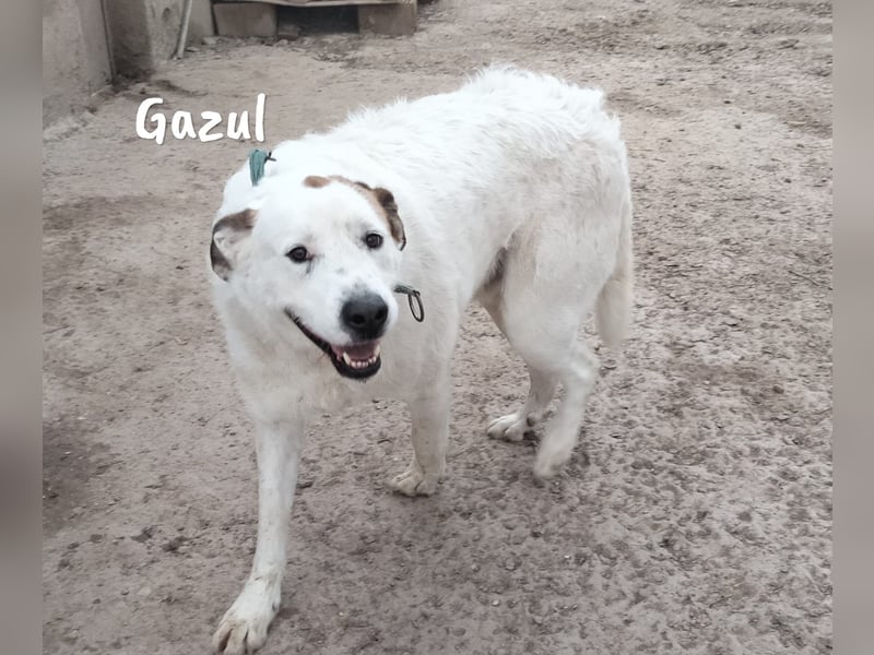 Gazul 06/2019 (ESP) - charismatischer und sozialer Boxer-Herdenschutz Mix!