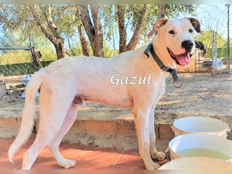 Gazul 06/2019 (ESP) - charismatischer und sozialer Boxer-Herdenschutz Mix!