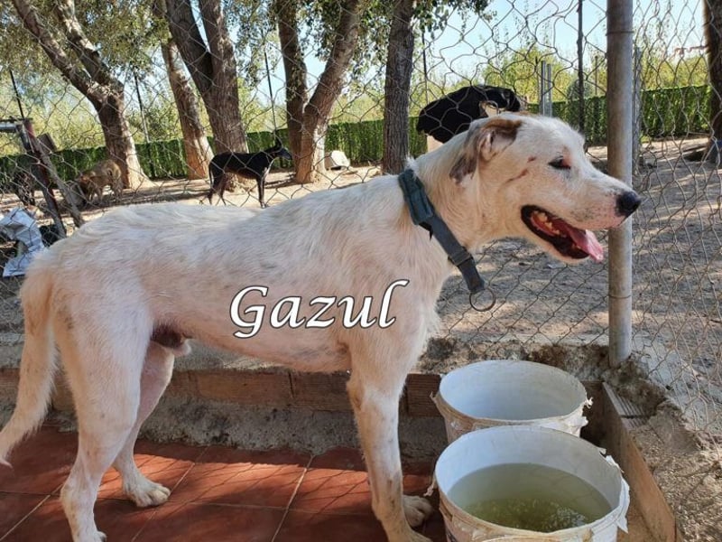 Gazul 06/2019 (ESP) - charismatischer und sozialer Boxer-Herdenschutz Mix!