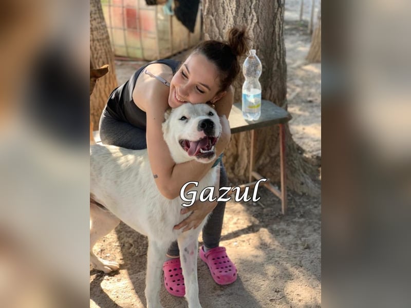 Gazul 06/2019 (ESP) - charismatischer und sozialer Boxer-Herdenschutz Mix!