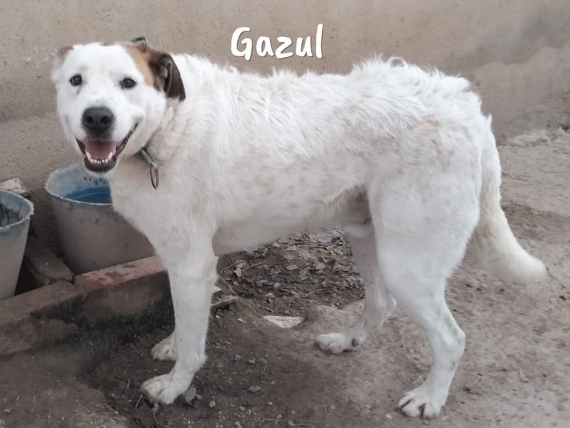 Gazul 06/2019 (ESP) - charismatischer und sozialer Boxer-Herdenschutz Mix!