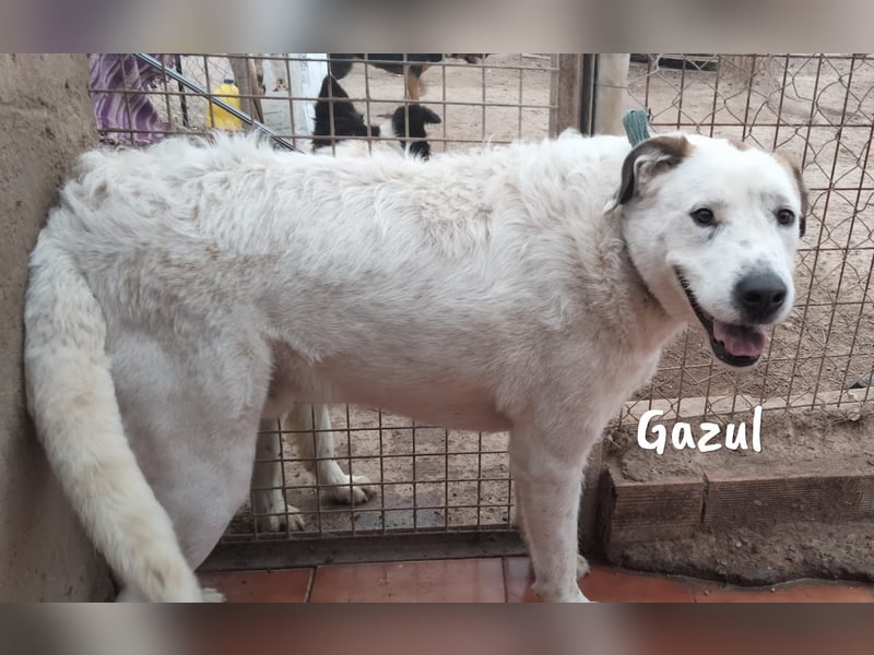 Gazul 06/2019 (ESP) - charismatischer und sozialer Boxer-Herdenschutz Mix!