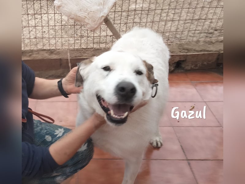 Gazul 06/2019 (ESP) - charismatischer und sozialer Boxer-Herdenschutz Mix!