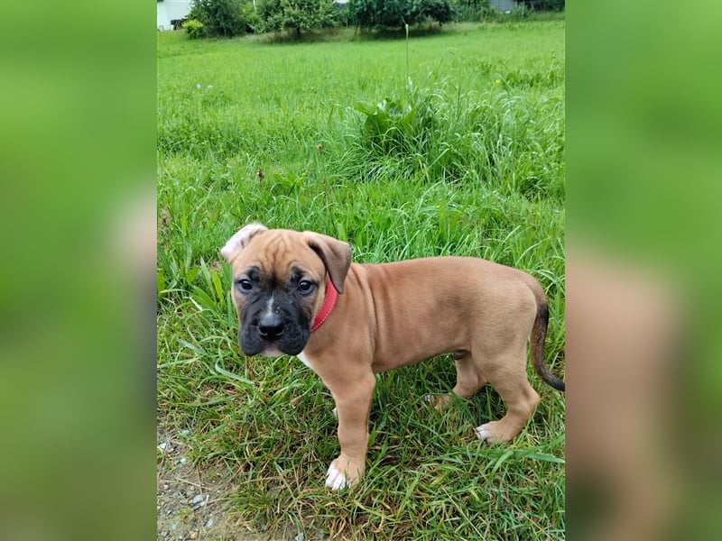 Welpe Old English Bulldogge+Boxer Mix, 9 Wochen