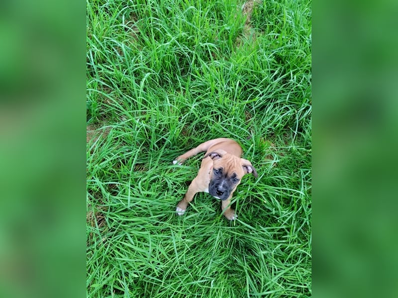 Welpe Old English Bulldogge+Boxer Mix, 9 Wochen