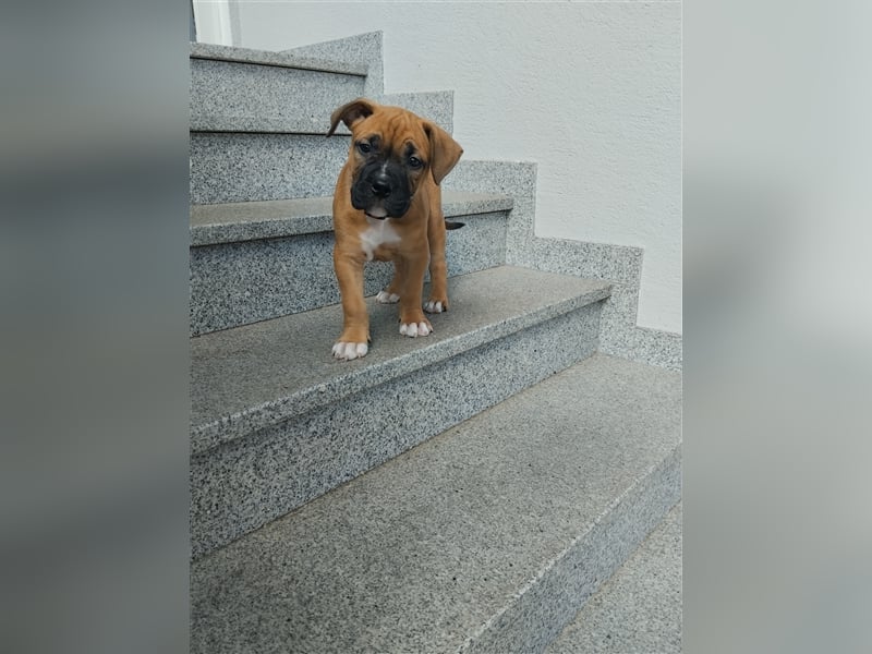 Welpe Old English Bulldogge+Boxer Mix, 9 Wochen