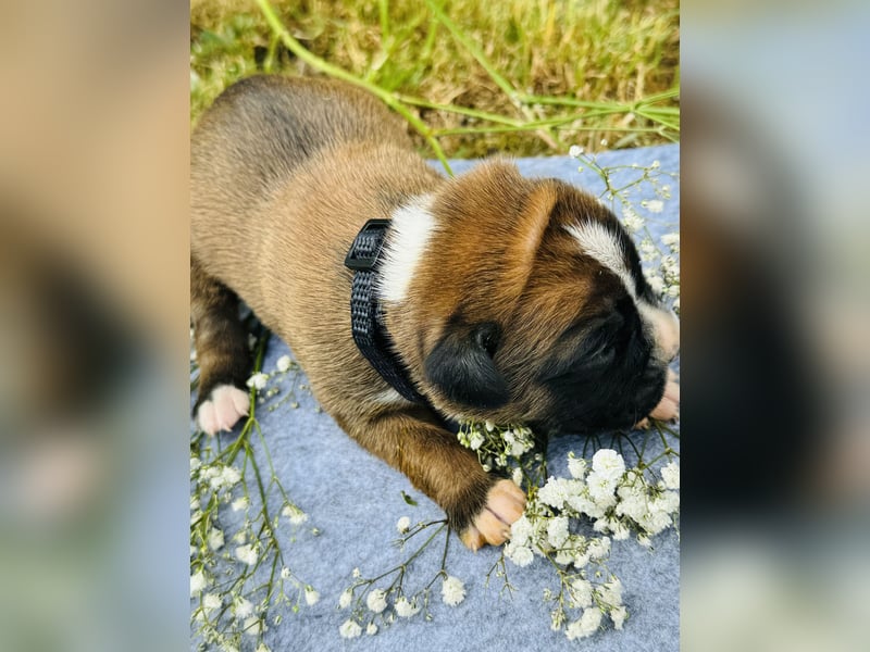 Boxer Welpe