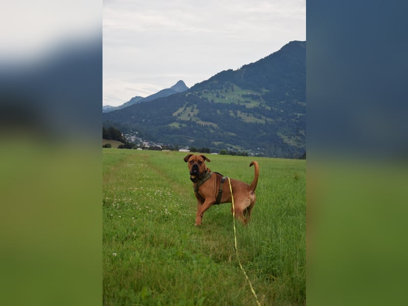 Koda sucht ein neues zu Hause 