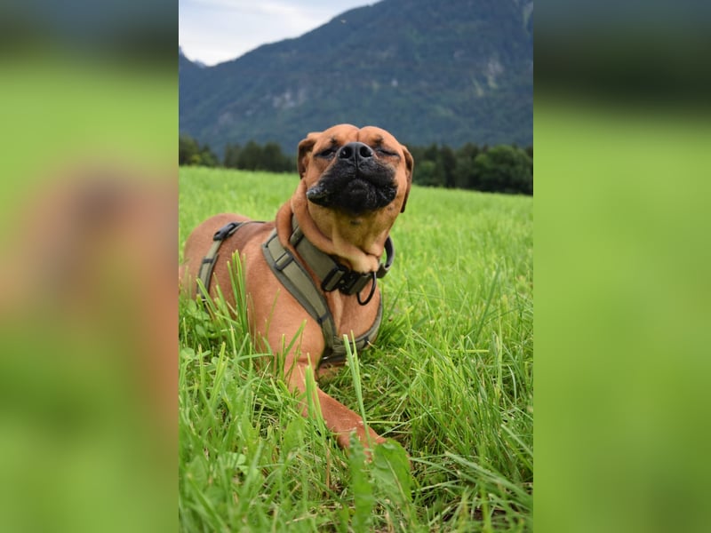 Koda sucht ein neues zu Hause 